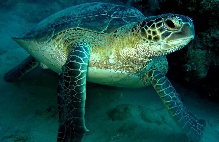 Tagesausflug Tauchen in Marsa Alam - Tauchen lernen