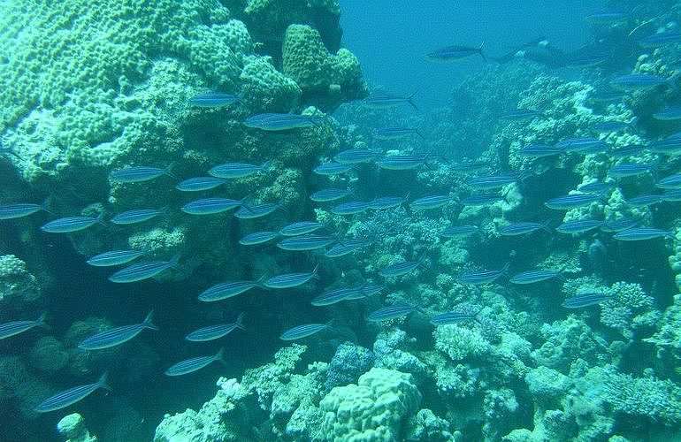 Auffrischungskurs: PADI Scuba Review Programm in Marsa Alam  