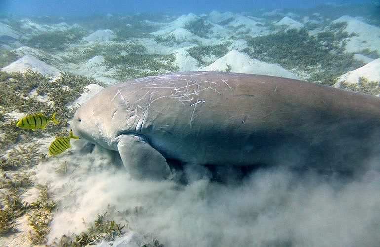 PADI Advanced Open Water Diver, Tauchkurs für Fortgeschrittene in Marsa Alam