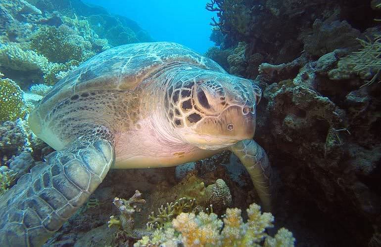 PADI Open Water Diver, der Einsteiger Tauchkurs in Marsa Alam