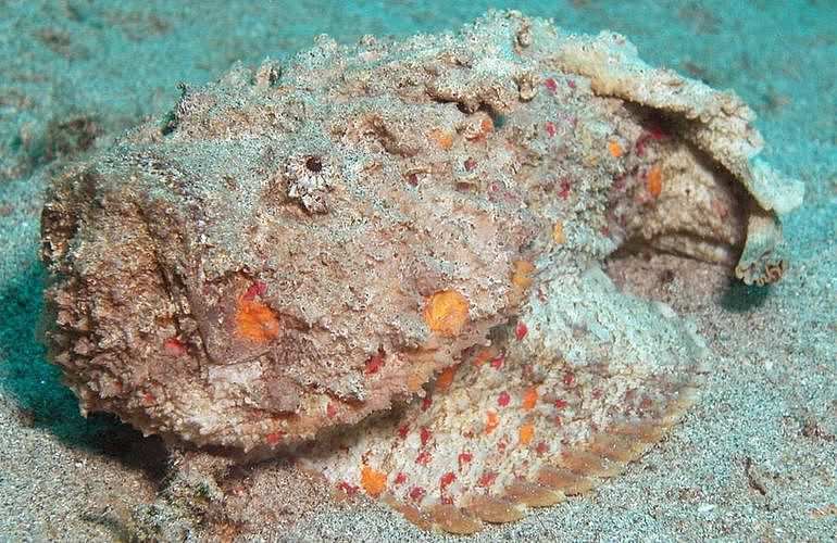 Fun Diving Marsa Alam - Ganztägige Tauchfahrt mit 2 Tauchgängen