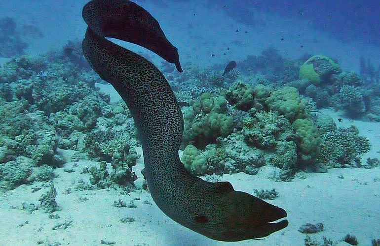 Tagesausflug Tauchen in Marsa Alam - Tauchen lernen