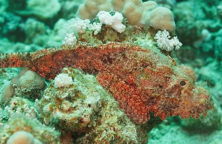 PADI Advanced Open Water Diver, Tauchkurs für Fortgeschrittene in Marsa Alam