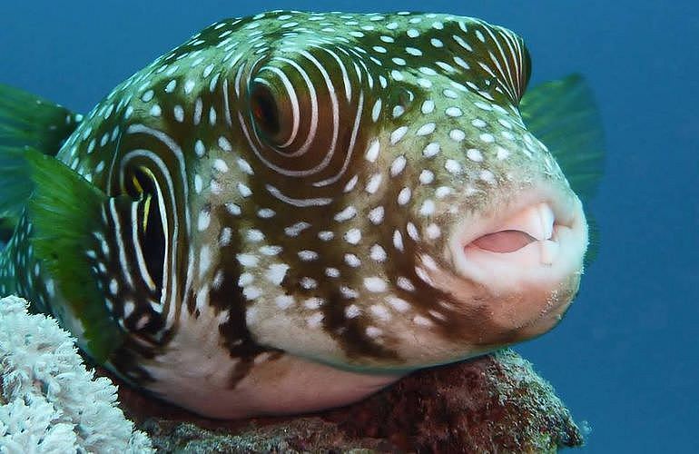 PADI Open Water Diver, der Einsteiger Tauchkurs in Marsa Alam