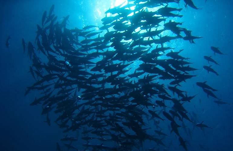 PADI Scuba Diver Kurs in Marsa Alam - Schnuppertauchkurs 1 Tag