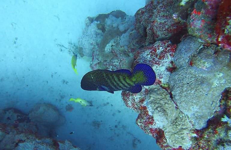 Fun Diving Marsa Alam - Ganztägige Tauchfahrt mit 2 Tauchgängen