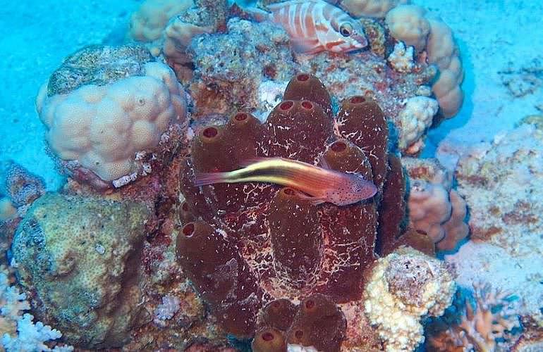 Tagesausflug Tauchen in Marsa Alam - Tauchen lernen