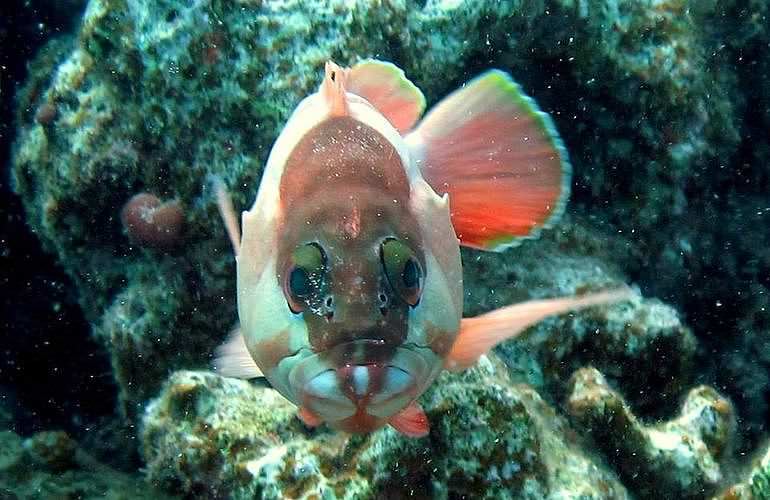 PADI Open Water Diver, der Einsteiger Tauchkurs in Marsa Alam