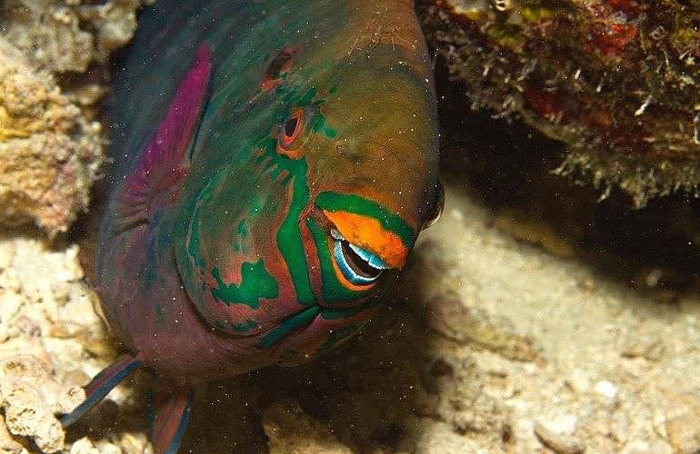 Fun Diving Marsa Alam - Ganztägige Tauchfahrt mit 2 Tauchgängen