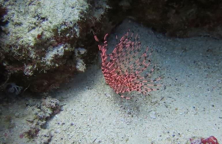 PADI Advanced Open Water Diver, Tauchkurs für Fortgeschrittene in Marsa Alam