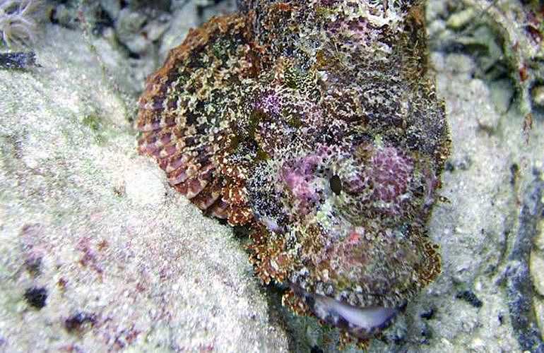 Fun Diving Marsa Alam - Ganztägige Tauchfahrt mit 2 Tauchgängen