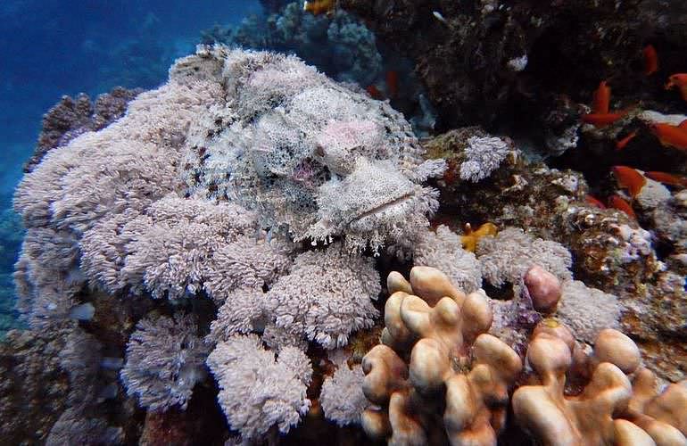 Tagesausflug Tauchen in Marsa Alam - Tauchen lernen