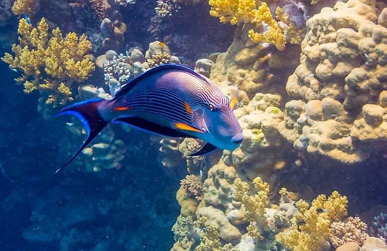 PADI Advanced Open Water Diver, Tauchkurs für Fortgeschrittene in Marsa Alam