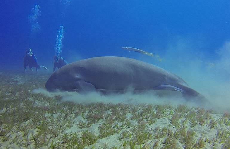 PADI Scuba Diver Kurs in Marsa Alam - Schnuppertauchkurs 1 Tag