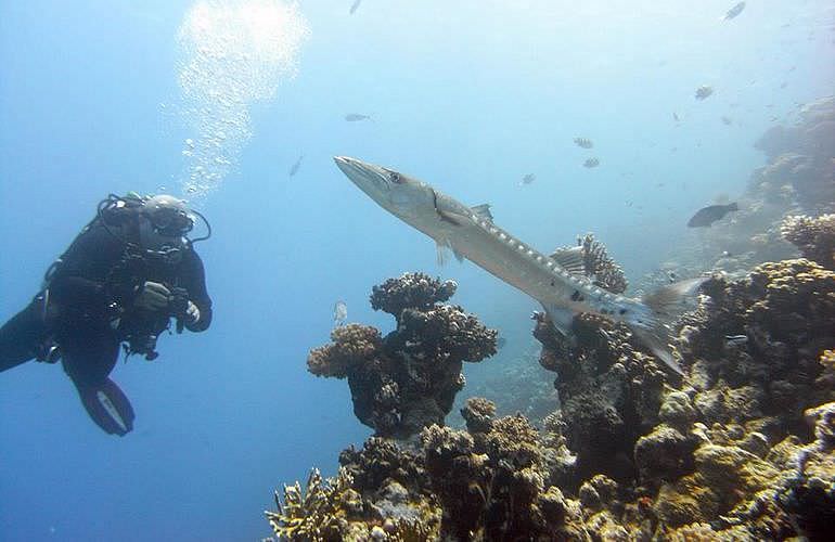 Auffrischungskurs: PADI Scuba Review Programm in Marsa Alam  