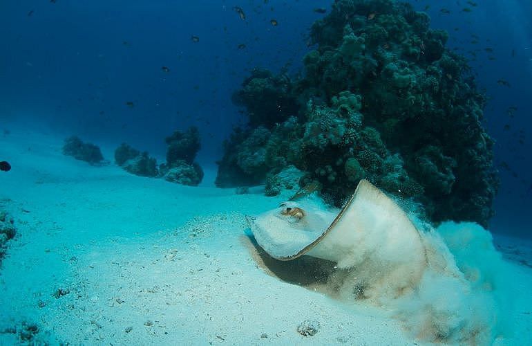 Fun Diving Marsa Alam - Ganztägige Tauchfahrt mit 2 Tauchgängen