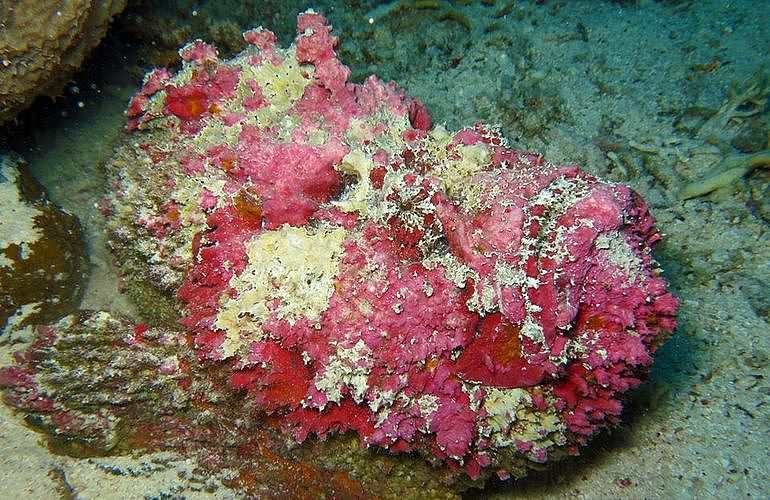 PADI Open Water Diver, der Einsteiger Tauchkurs in Marsa Alam