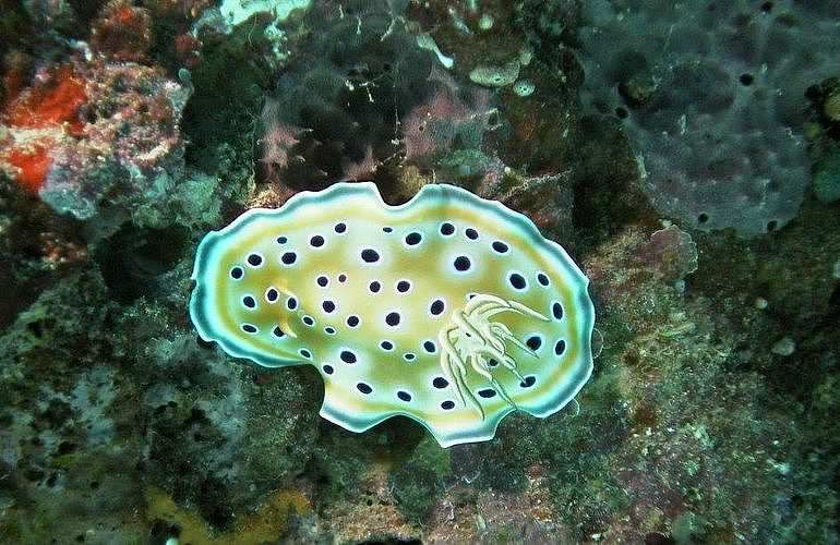 PADI Advanced Open Water Diver, Tauchkurs für Fortgeschrittene in Marsa Alam