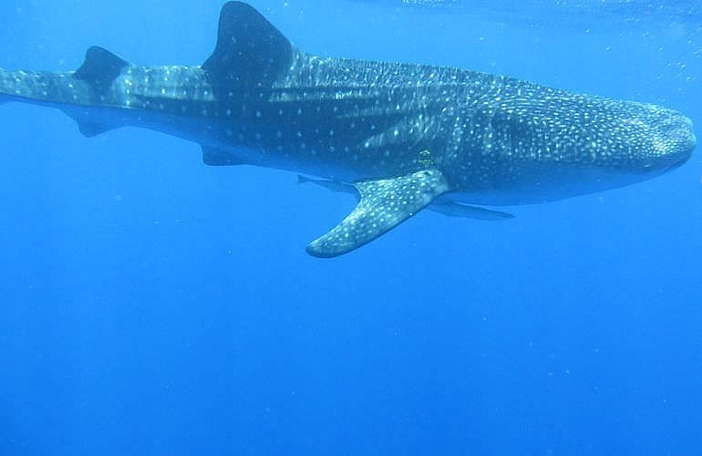 PADI Scuba Diver Kurs in Marsa Alam - Schnuppertauchkurs 1 Tag