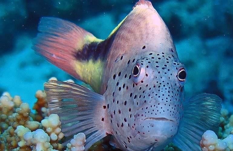 Fun Diving Marsa Alam - Ganztägige Tauchfahrt mit 2 Tauchgängen