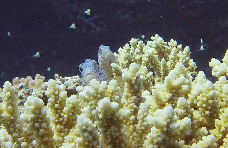 PADI Advanced Open Water Diver, Tauchkurs für Fortgeschrittene in Marsa Alam