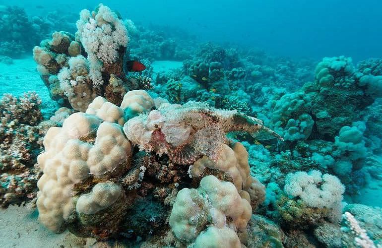 Tagesausflug Tauchen in Marsa Alam - Tauchen lernen