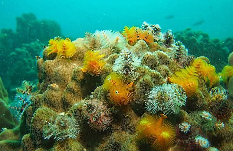 PADI Advanced Open Water Diver, Tauchkurs für Fortgeschrittene in Marsa Alam