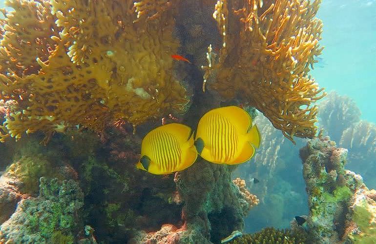 Tagesausflug Tauchen in Marsa Alam - Tauchen lernen