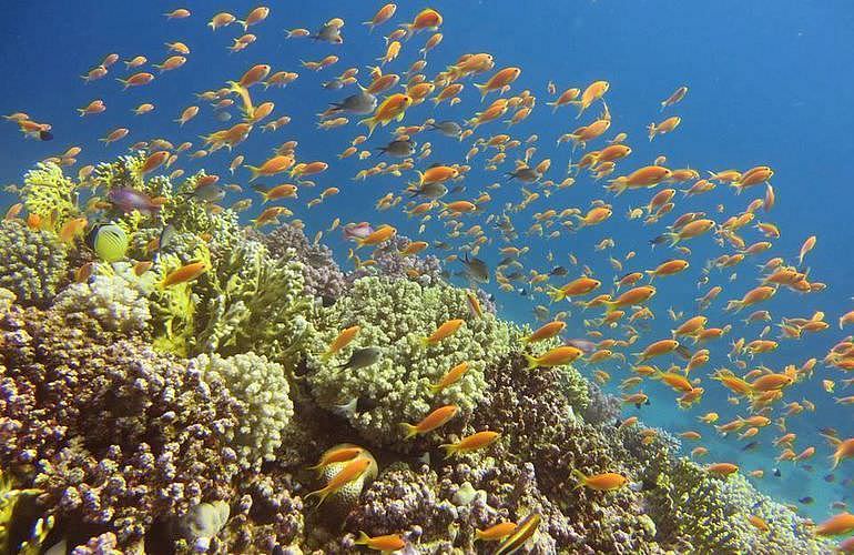 Fun Diving Marsa Alam - Ganztägige Tauchfahrt mit 2 Tauchgängen