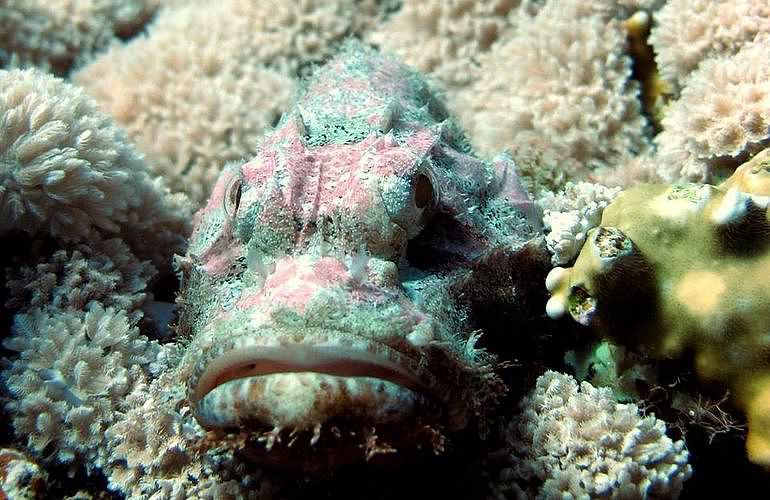 PADI Open Water Diver, der Einsteiger Tauchkurs in Marsa Alam