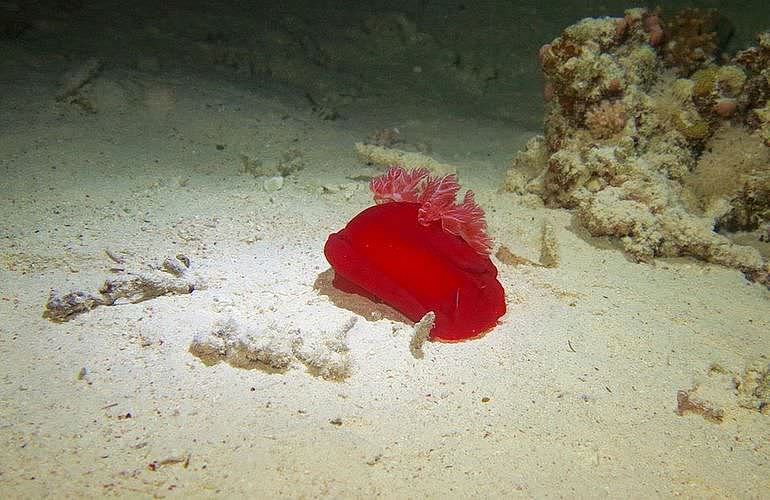 Tagesausflug Tauchen in Marsa Alam - Tauchen lernen