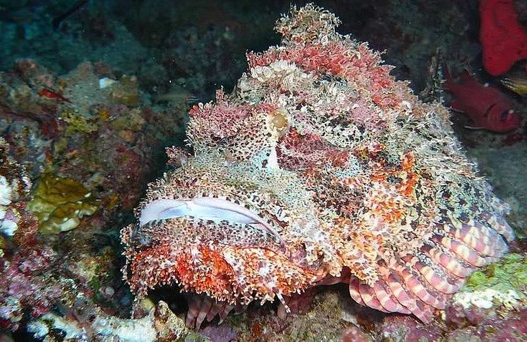 PADI Advanced Open Water Diver, Tauchkurs für Fortgeschrittene in Marsa Alam