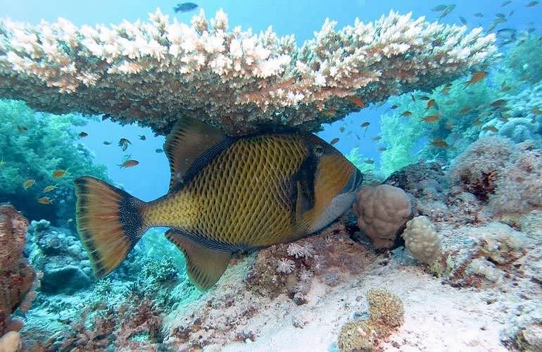 Fun Diving Marsa Alam - Ganztägige Tauchfahrt mit 2 Tauchgängen