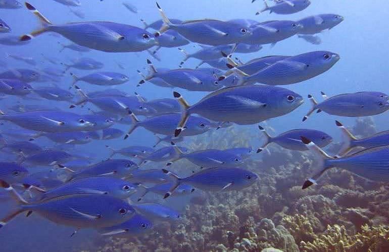 Fun Diving Marsa Alam - Ganztägige Tauchfahrt mit 2 Tauchgängen