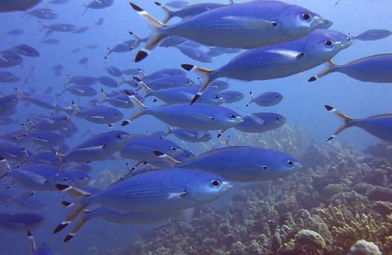 Tagesausflug Tauchen in Marsa Alam - Tauchen lernen