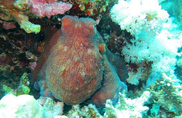 Fun Diving Marsa Alam - Ganztägige Tauchfahrt mit 2 Tauchgängen