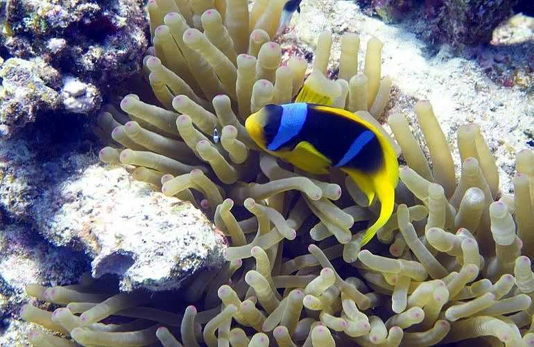 Tagesausflug Tauchen in Marsa Alam - Tauchen lernen