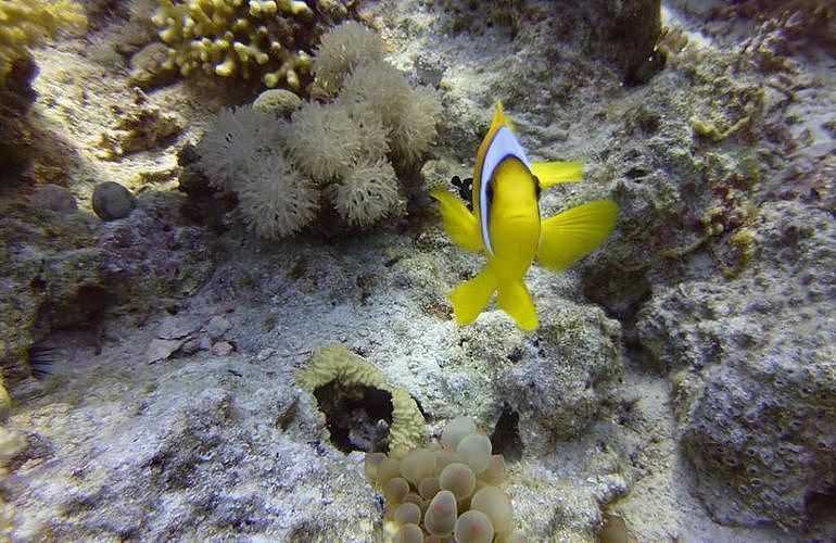 Fun Diving Marsa Alam - Ganztägige Tauchfahrt mit 2 Tauchgängen