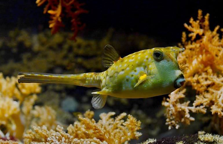 Fun Diving Marsa Alam - Ganztägige Tauchfahrt mit 2 Tauchgängen