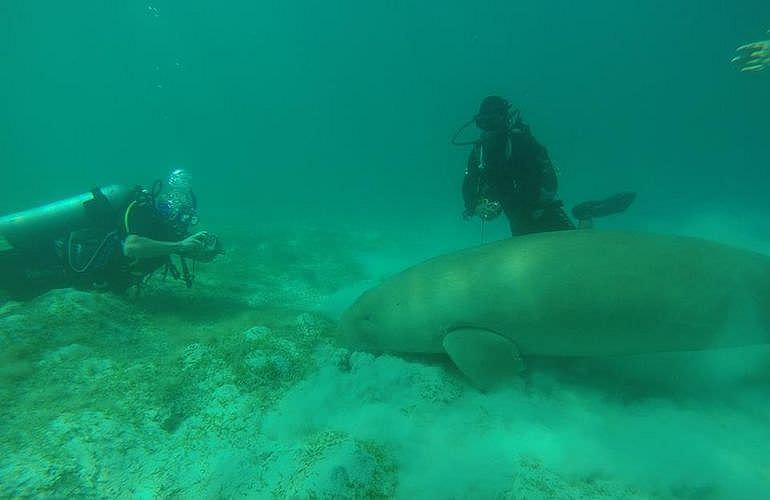 Tauchausflüge für Fortgeschrittene und Anfänger ab Marsa Alam 