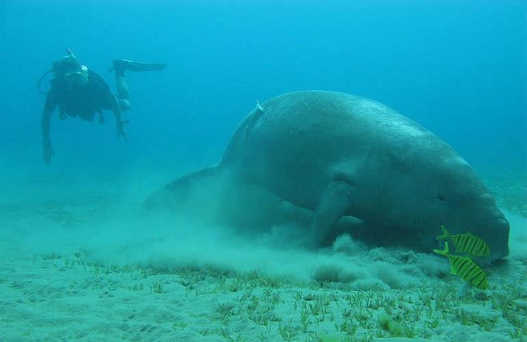 Tagesausflug Tauchen in Marsa Alam - Tauchen lernen