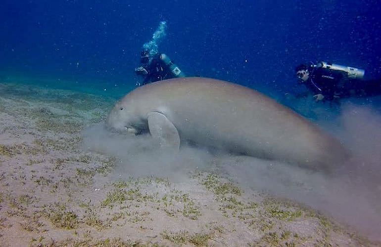 Auffrischungskurs: PADI Scuba Review Programm in Marsa Alam  