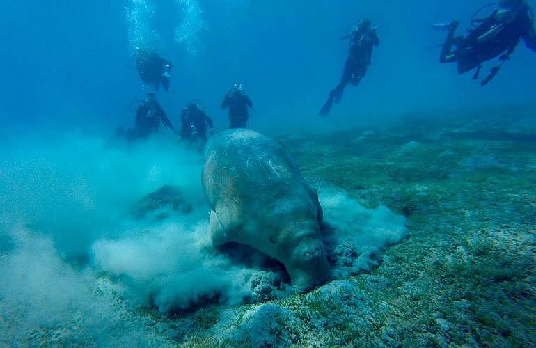 PADI Advanced Open Water Diver, Tauchkurs für Fortgeschrittene in Marsa Alam