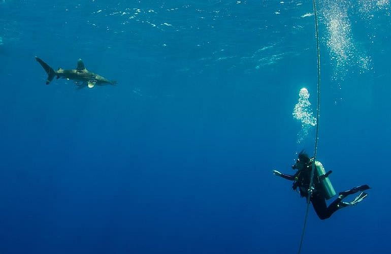 Fun Diving Marsa Alam - Ganztägige Tauchfahrt mit 2 Tauchgängen