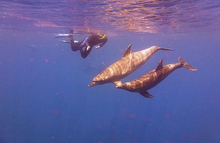 2-tägige Tauchsafari zum Sataya Dolphin Reef in Marsa Alam
