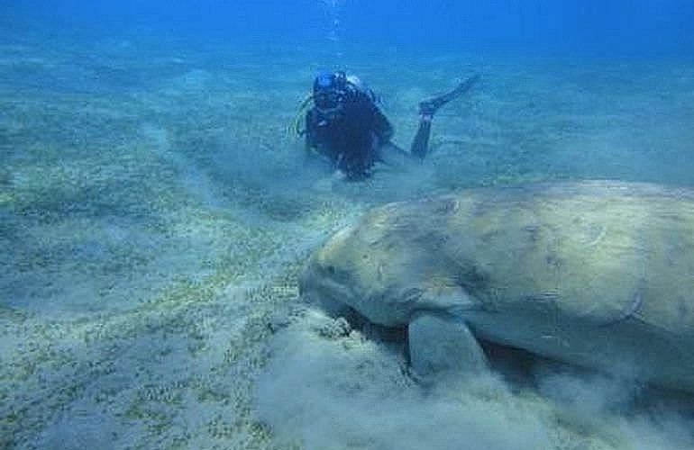 Fun Diving Marsa Alam - Ganztägige Tauchfahrt mit 2 Tauchgängen