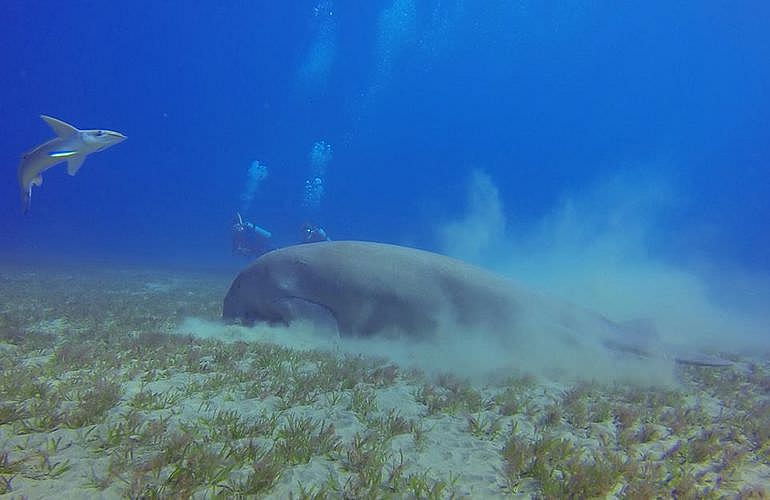 Tauchausflüge für Fortgeschrittene und Anfänger ab Marsa Alam 