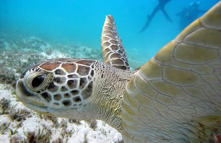 PADI Advanced Open Water Diver, Tauchkurs für Fortgeschrittene in Marsa Alam