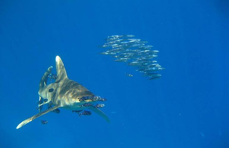 Tauchausflüge für Fortgeschrittene und Anfänger ab Marsa Alam 