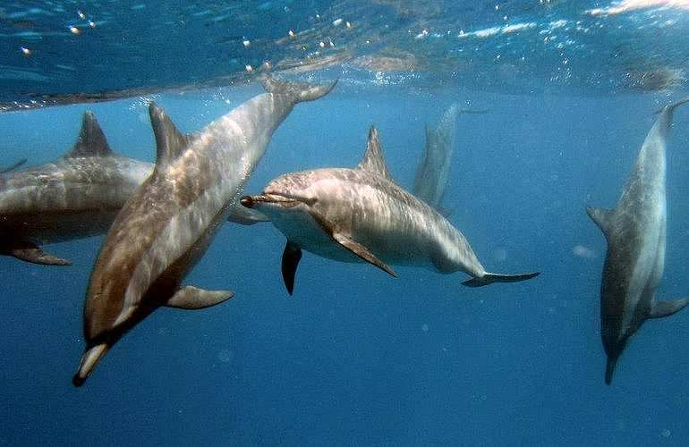 Tauchausflüge für Fortgeschrittene und Anfänger ab Marsa Alam 